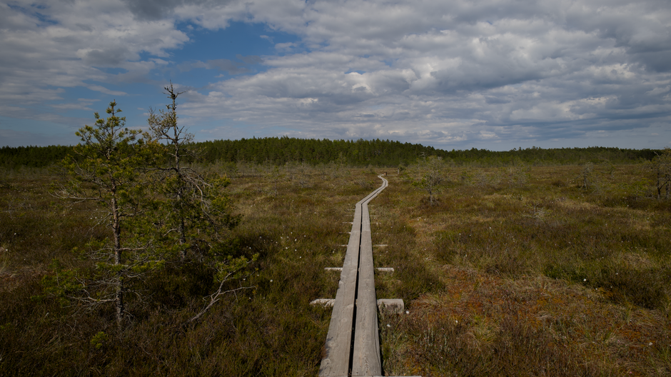 Bogs, Hags and Boot-Sucking Mud: A Walker's Guide to Peatland Terrain