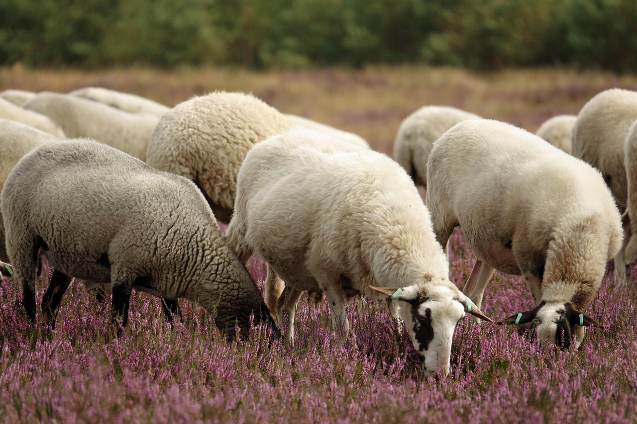 The Quiet Life of the Moor: Wildlife You Might Actually See