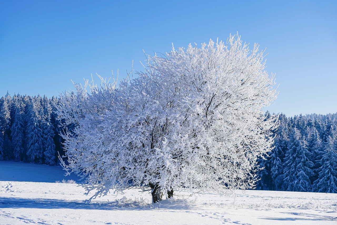 Why Winter Moorland Walks Are Worth the Cold